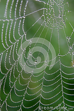 Cobweb on the rainy morning Stock Photo