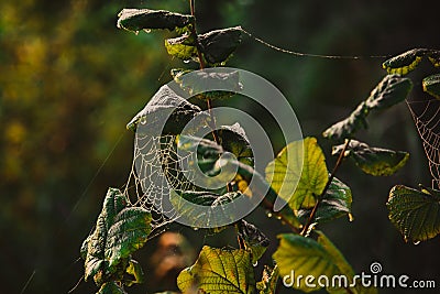 Cobweb spiderweb on tree twig Stock Photo