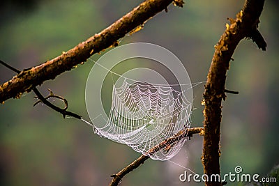 Cobweb spiderweb on tree twig Stock Photo