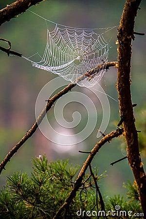 Cobweb spiderweb on tree twig Stock Photo