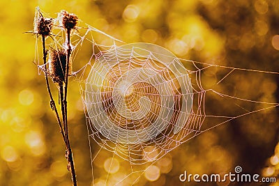 Cobweb in weeds. Cobweb on a blurry brown background_ Stock Photo