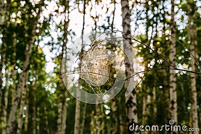 Cobwebs on a branch in a forest Stock Photo