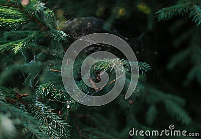 Cobwebs in branches with green volumetric small needles of coniferous Siberian spruce tree in forest in light of sun Stock Photo