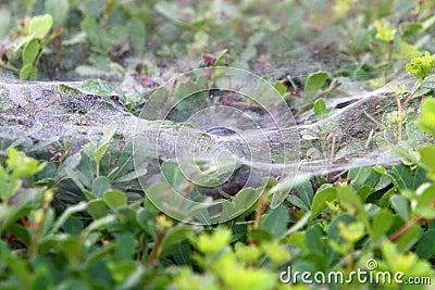 Cobwebs on bushes and plant branches Stock Photo