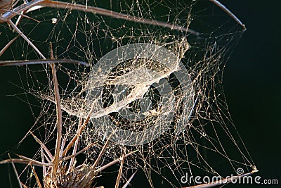 Cobwebs on bushes and plant branches Stock Photo