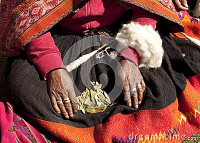 Coca Leaves Stock Photo