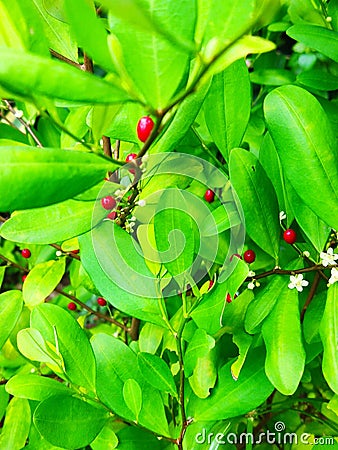 Cocaine plant that produces small bright red fruits. Stock Photo