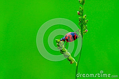 Coccinella transversalis or transverse lady beetle against green background Stock Photo
