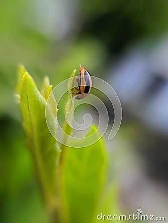 Coccinellidae is a widespread family of small beetles ranging in size from 0.8 to 18 mm. green leaves to sit small beetles indian Stock Photo