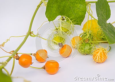 Coccinia Grandis Gold in the Garden is ivy-36.ORF Stock Photo