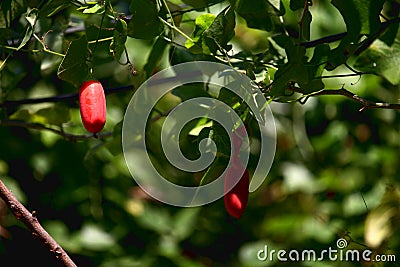 Coccinia grandis, the ivy gourd with fruits and leaves Stock Photo