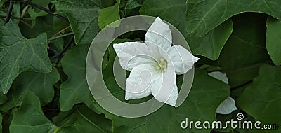 Coccinia grandis white garden flower Stock Photo