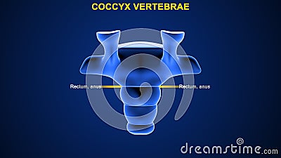 What is the function of coccyx vertebrae Stock Photo