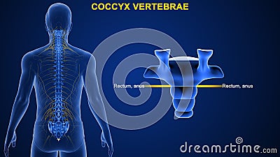 What is the function of coccyx vertebrae Stock Photo