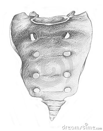 Coccyx - skeleton Stock Photo