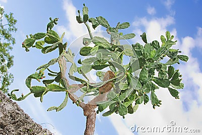 Cochineal Nopal Cactus Stock Photo