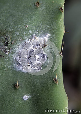 Cochineals (Dactylopius coccus) on Opuntia cactus Stock Photo