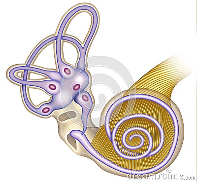 The cochlea canal Cartoon Illustration