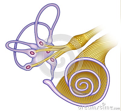 The cochlea canal Cartoon Illustration