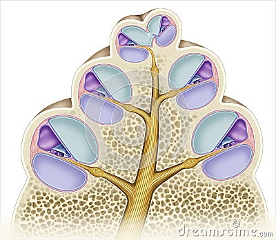 Cochlea dissection detail Stock Photo