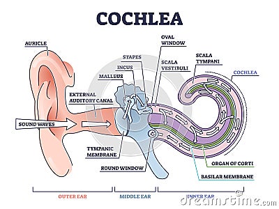 Cochlea ear anatomical structure with organ parts description outline diagram Vector Illustration