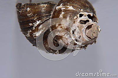 Cochlea snail isolated with with background Stock Photo