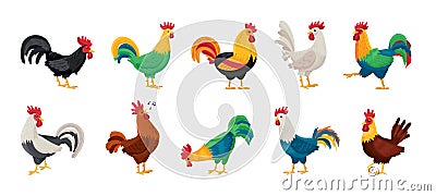 Cock of animal isolated cartoon set icon.Vector illustration set rooster cockerel.Vector cartoon icon cock of animal. Vector Illustration