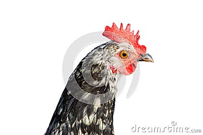 chanticleer rooster head Stock Photo