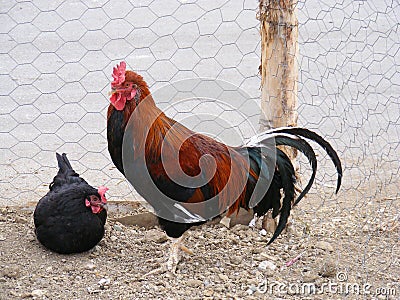and chicken pictures of poultry suitable for advertising and packaging designs Stock Photo