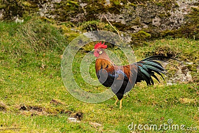 or cockerel on farm in Norway Stock Photo