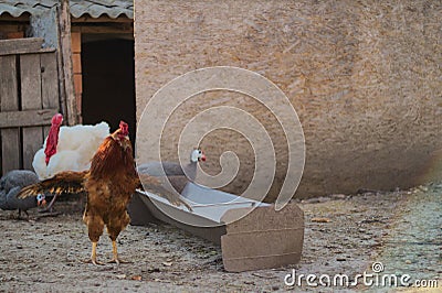 A in the foreground in a Hungarian ranch Stock Photo