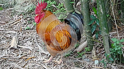 A cock looks at me very curious Stock Photo