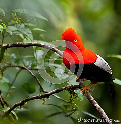 The Cock-on-the-Rock bird Stock Photo