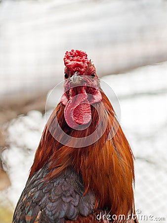 Cock. Rooster male chicken. Image of a close up . Stock Photo