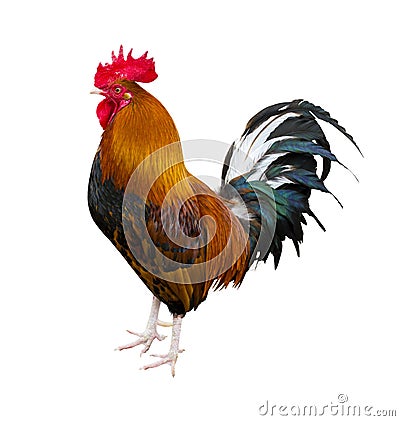 . Rooster portrait. Rooster on a farm. Rooster and chickens. Stock Photo