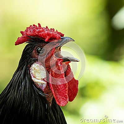 A cock sings in the morning Stock Photo