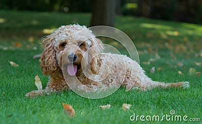 Cockapoo dog in the garden Stock Photo