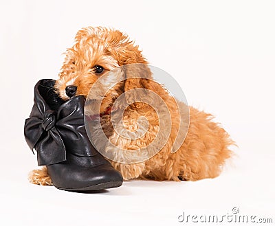 Cockapoo puppy with black shoe Stock Photo