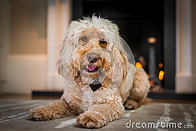 Cockapoo sitting by the fire Stock Photo