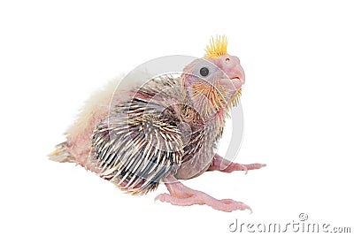 Cockatiel baby Stock Photo