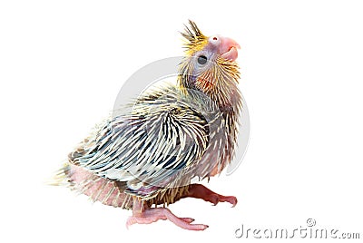 Cockatiel chick Stock Photo