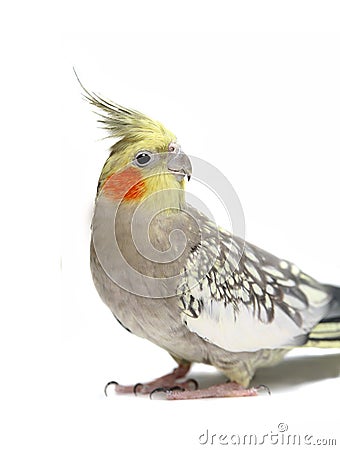 Cockatiel parakeet 4 years old Stock Photo