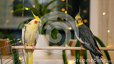 Funny parrot.Cockatiel parrot.Home pet bird.Cockatiel parrots.Birds.Animals. Stock Photo