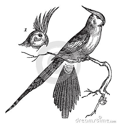 Cockatiel or Quarrion or Weiro or Nymphicus hollandicus, vintage engraving Vector Illustration