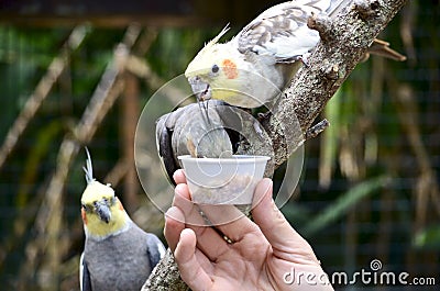 Cockatiels Snacking From a Small Bird Feed Cup Stock Photo