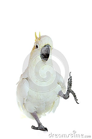 Cockatoo Stock Photo