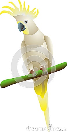 Cockatoo Vector Illustration