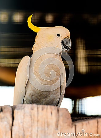 Yellow Crested Cockatoo Stock Photo