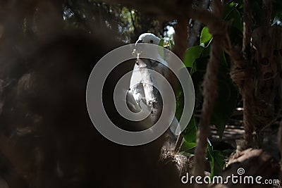 Cockatoo bird burung kaka tua raja indonesia Stock Photo