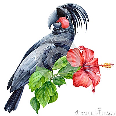 Cockatoo black bird, hibiscus flower isolated background. Watercolor painting exotic adorable bird illustration parrot Cartoon Illustration